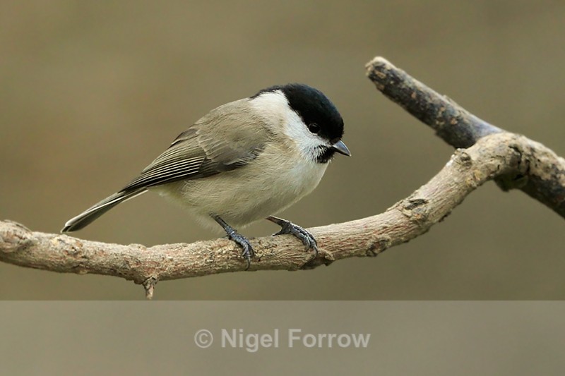 Marsh Tit near the feeders at Otmoor RSPB - Marsh Tit