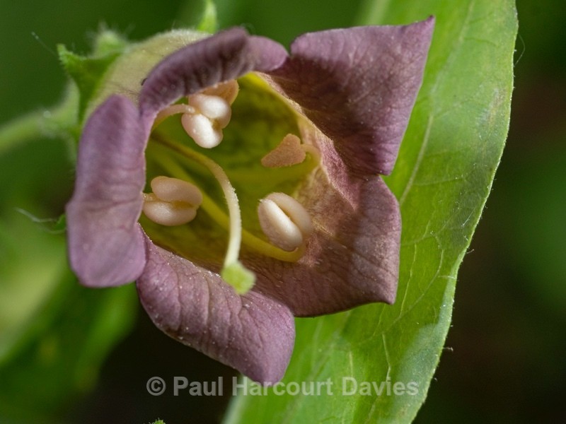 Deadly Nightshde (Atropa belladonna). - Flower Portraits