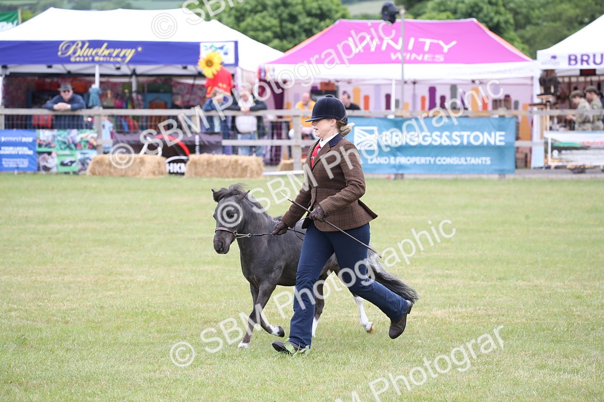 SBM_03990 - Class 23-25 - British Miniature Horse of the Year