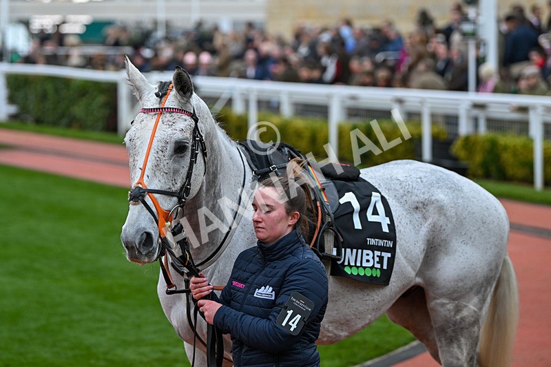 171124-Race 5-Paddock-Tintintin-3817 - Race 5