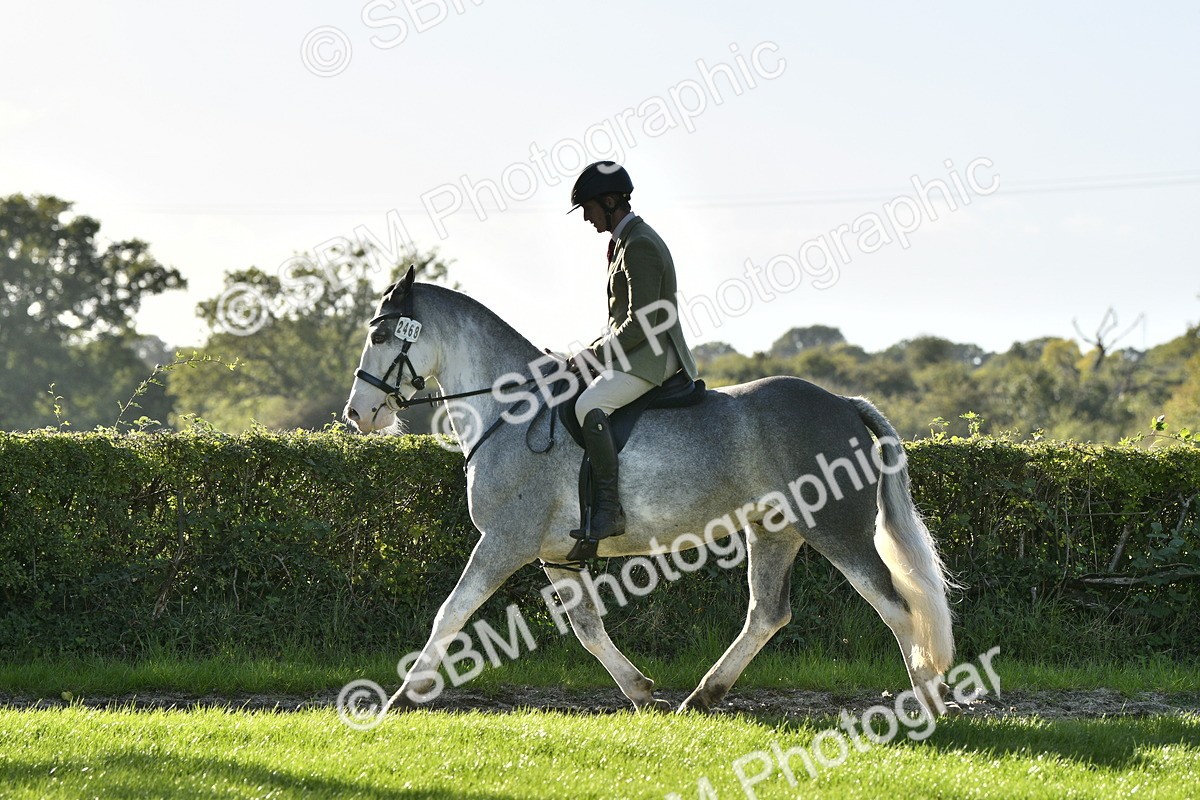 SBM_52233 - S35 - Working Hunter & Working Show Horse