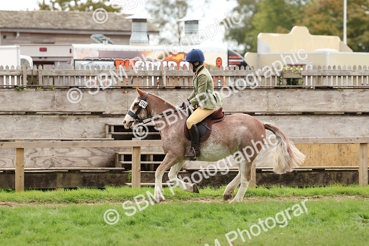 SBM_67535 - S60 - Mini Show Cob Ridden