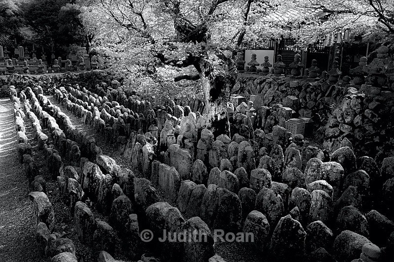 Adashino Grave Stones with Cherry Tree - Palladium Prints by Ron Reeder