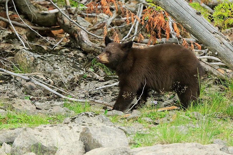 Black Bear cub, Mud Lake, British Columbia, Canada - American Black Bear