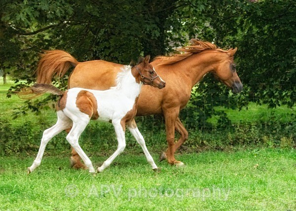 _DSC6532best - Horses'n'Ponies