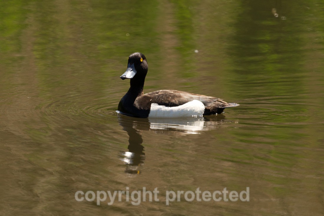 Tufted Duck - Hatfield Forest - Essex - Birds