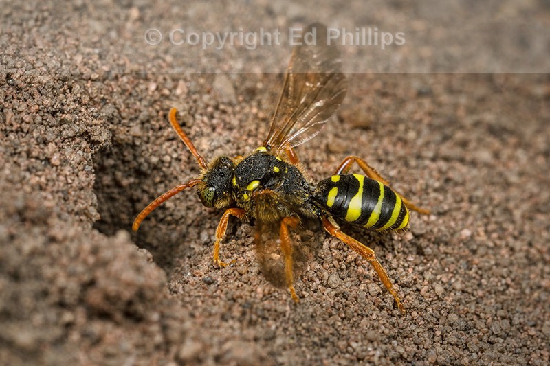 Nomada goodeniana (f)
