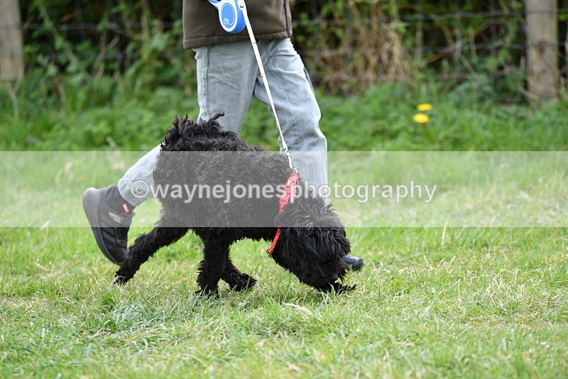 WJ5_9152 - Class 1 Best Cross Breed / Heniz 57