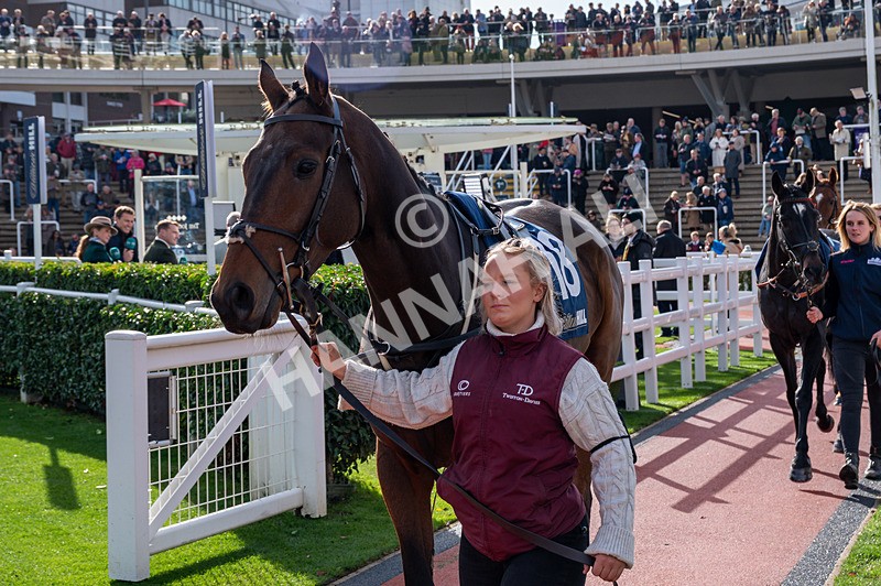 241025-Race 1-The Expensive One-7821 - Race 1