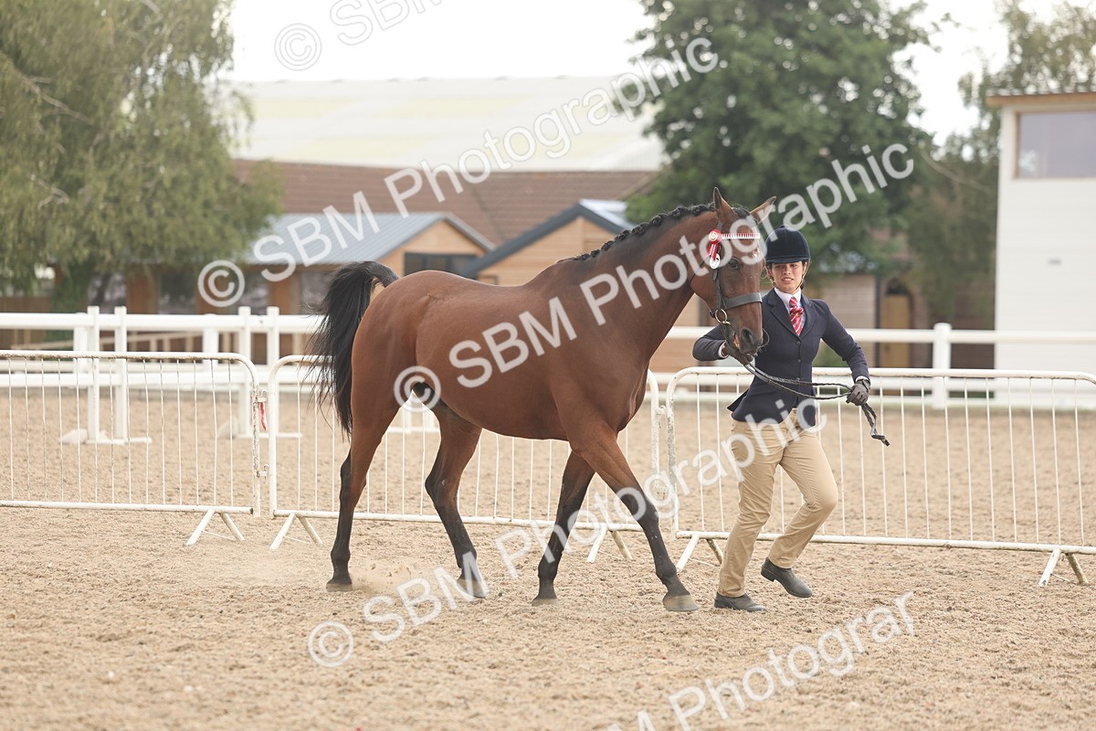 SBM_07617 - Class 26 - IH Foreign Breeds - Part Bred