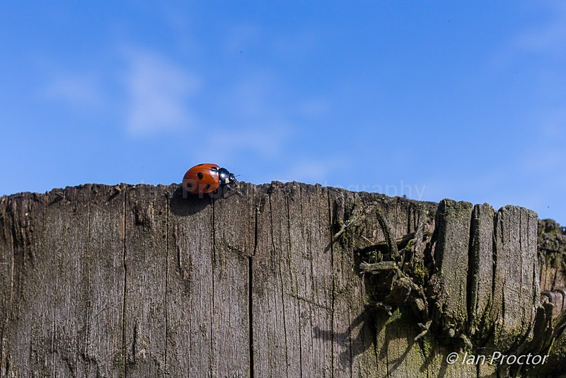 Ladybird Reaching for the Sky - Nature