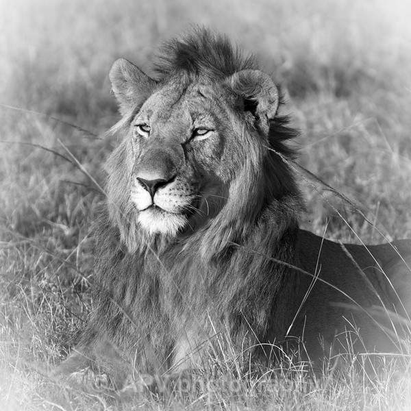 CASANOVA - SAFARI - KENYA