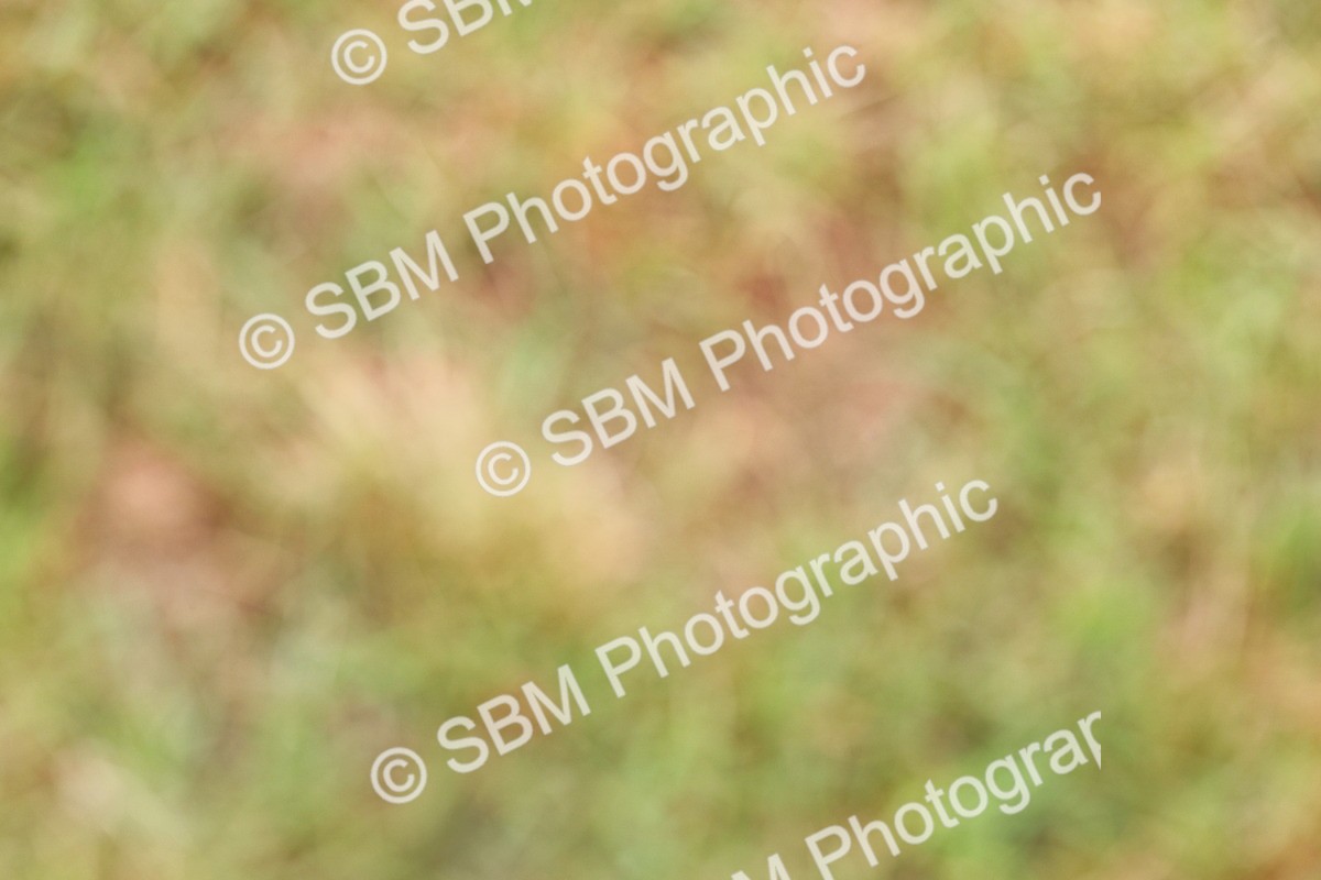 SBM_02577 - Class 9-11 Side Saddle including LIHS Rising Star Ladies Show Horse