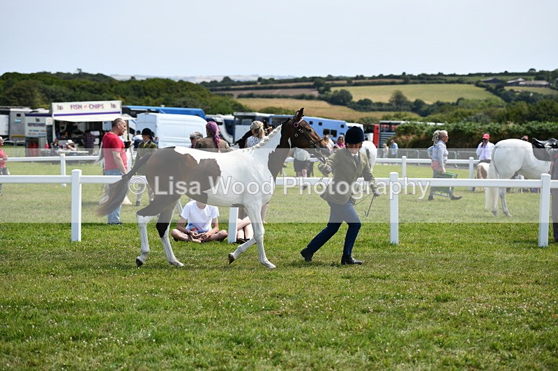 DSC_7479 - Class 63: Coloured Horse Youngstock