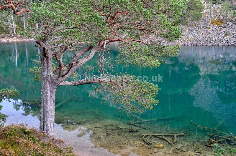 An Lochan Uaine the Green Loch in the Glenmore Forest near to Aviemore in the Cairngorms National Park