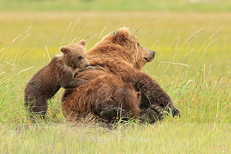 Brown Bear cub resting paws on mother's back, Silver Salmon Creek - Brown Bear