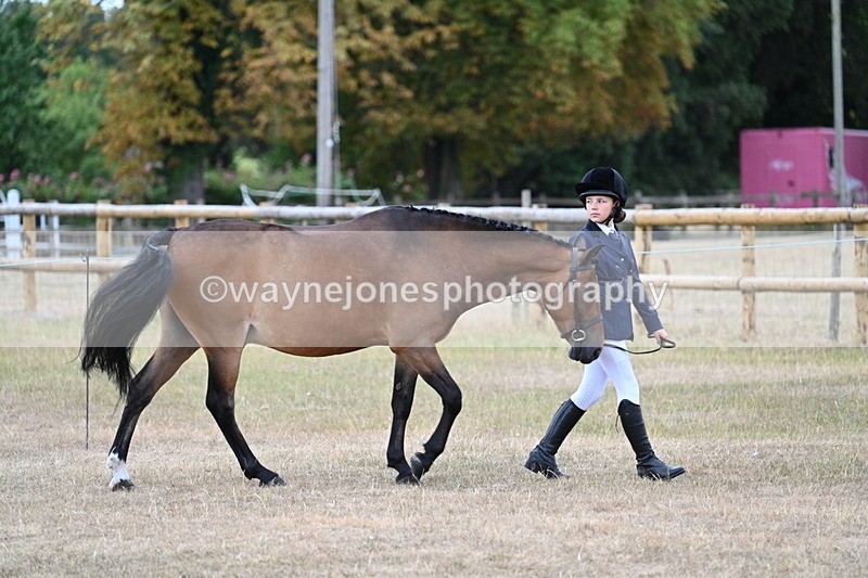 WJ7_9476 - Class 5 Most Handsome Gelding (up to 14.2hh)