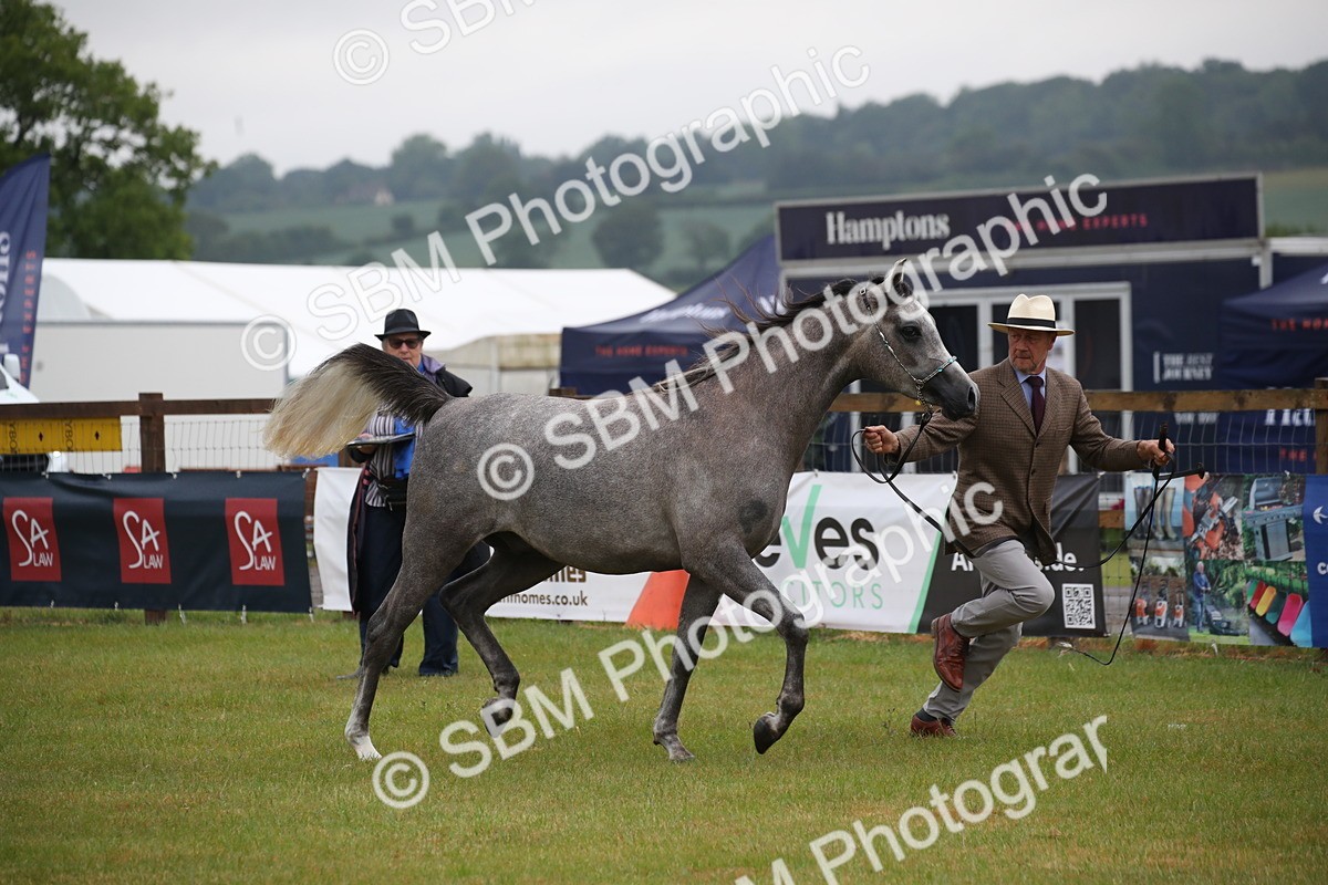 SBM_00005 - Class 17-20 - Arab & Part Bred - Anglo Arab In Hand