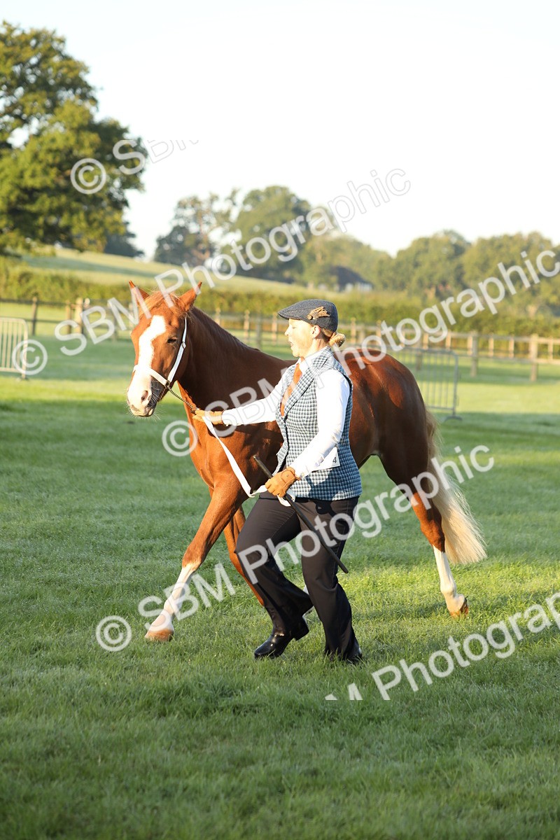 SBM_57828 - S42 - Youngstock