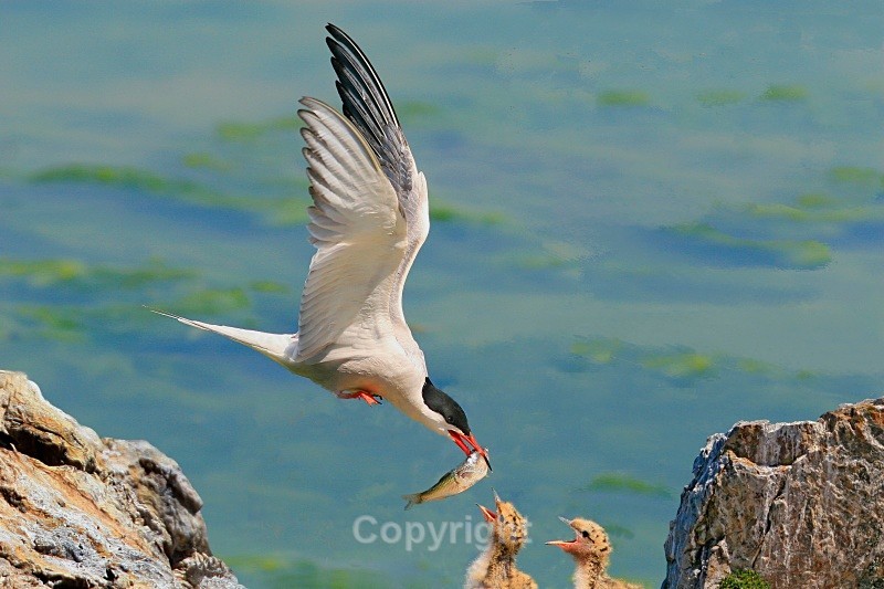 Common Tern Feeding Chicks.UK - Birds