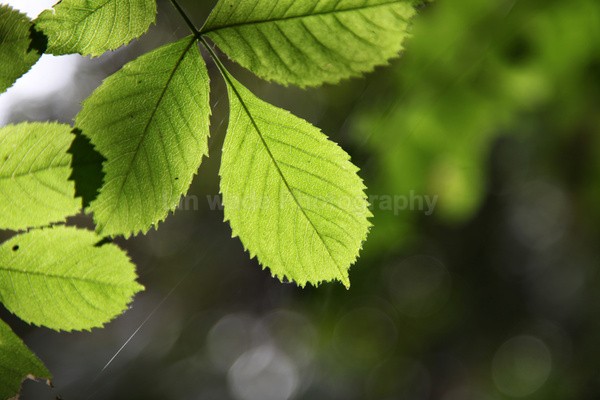 Frenchay leafs _52 - Frenchay care home Collection v