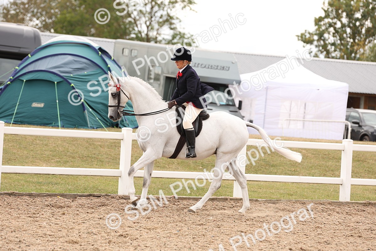 SBM_17345 - Class 214 - Ridden Hack Riding Horse