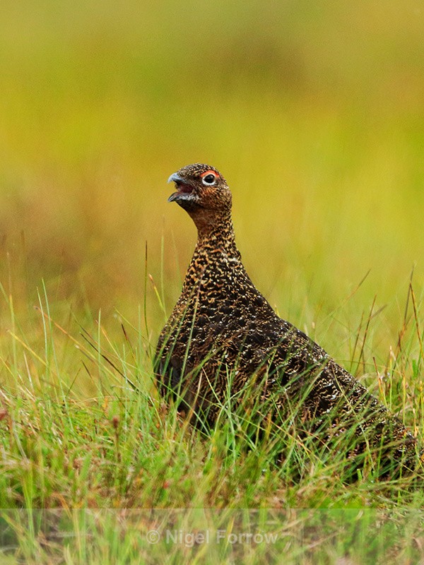 Red Grouse (male) calling, Scotland - Red Grouse