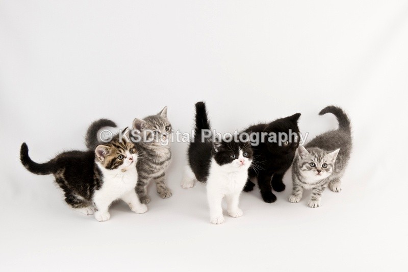  - Tufton British Shorthairs