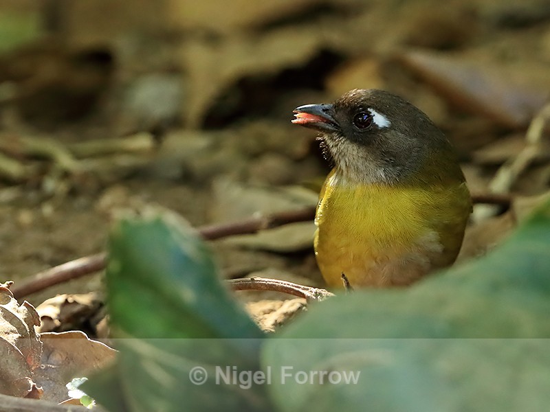 Common Chlorospingus feeding on ground, Costa Rica - Common Chlorospingus