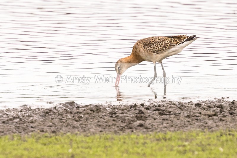 20160906-8E0A8870 - Other Waders