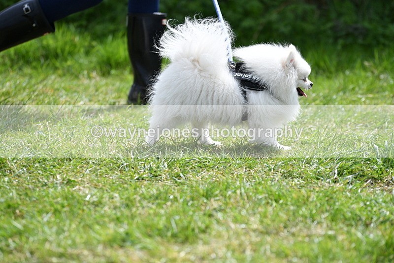 WJ5_9708 - Class 3 Most Handsome Dog