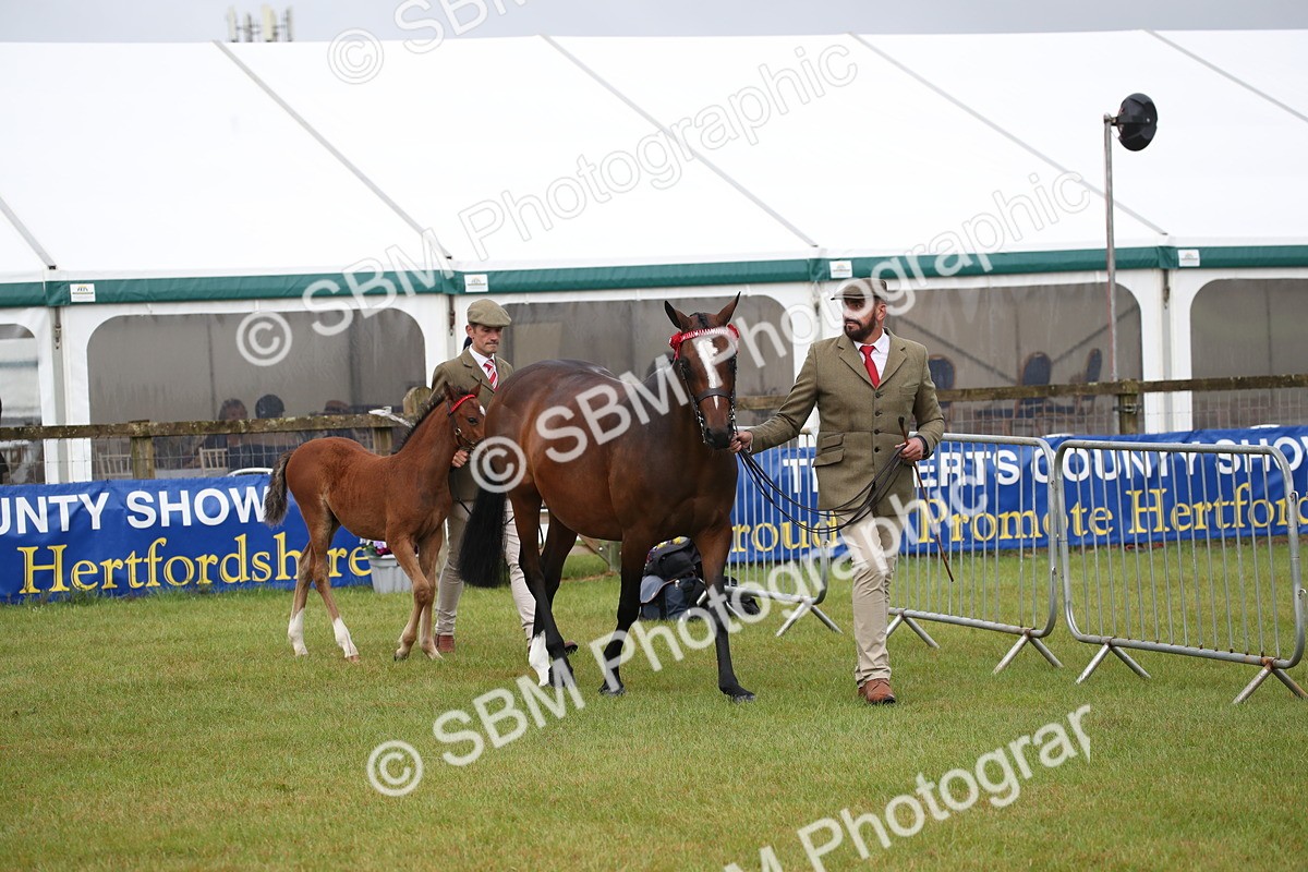 SBM_00108 - Class 17-20 - Arab & Part Bred - Anglo Arab In Hand