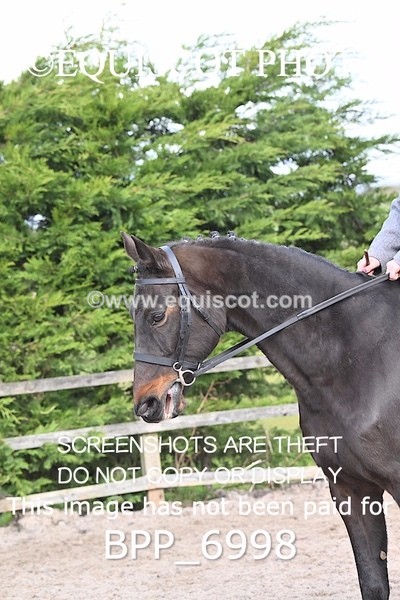 BPP_6998 - RING 1  (RIDDEN HORSES / IN HAND / VETERAN ETC)