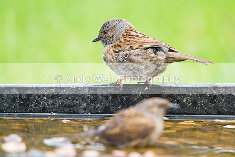 20120519-_MG_9853 - Dunnock (Hedge Sparrow)