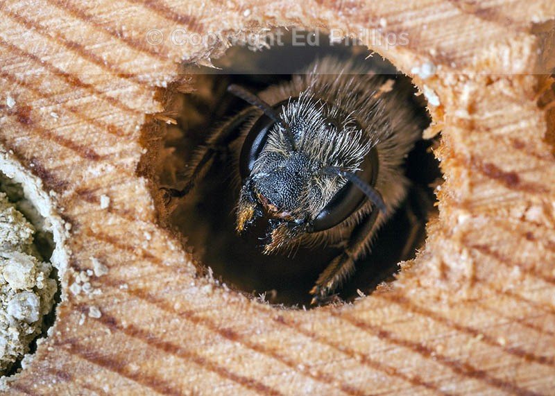 Osmia leaiana (f)