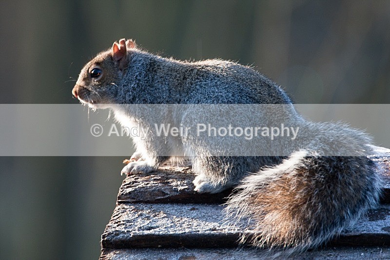 20081207-044 - Red Squirrel