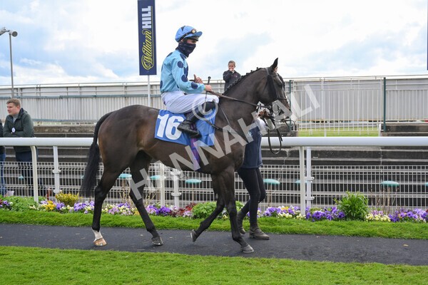 yr22052021r7-10 - Race 7 5.25pm Hudson Quarter York Palace Capital Stakes - Gentleman Amateur Riders Race