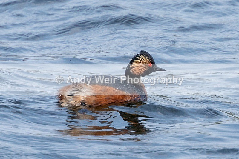 190415-untitled-8E0A7741 - Black-necked Grebe