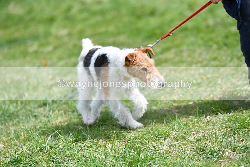WJ5_0367 - Class 7 Best Terrier
