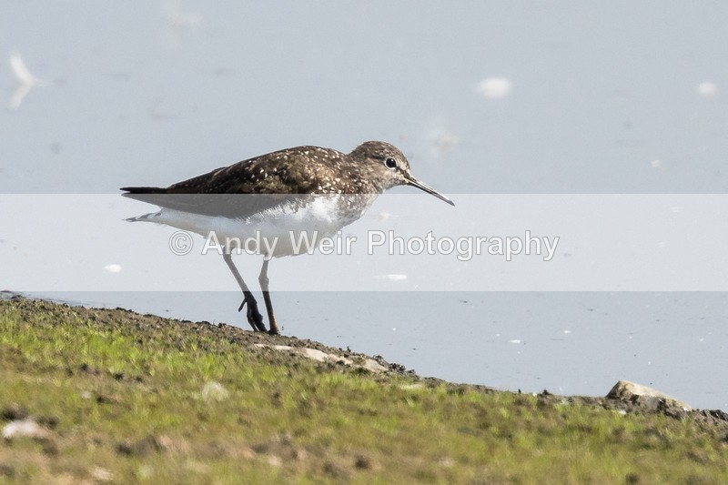 20160815-8E0A7566 - Other Waders