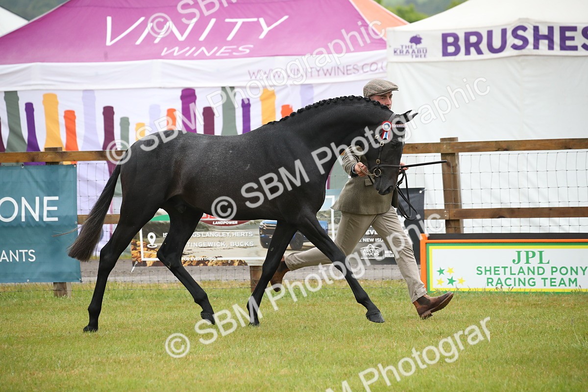 SBM_00039 - Class 17-20 - Arab & Part Bred - Anglo Arab In Hand