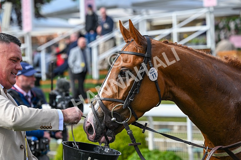 150526-Race 6-Fortification-8570 - Race 6 4.40pm Irish Thoroughbred Marketing Handicap