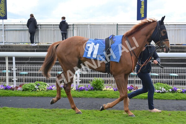 yr22052021r7-18 - Race 7 5.25pm Hudson Quarter York Palace Capital Stakes - Gentleman Amateur Riders Race