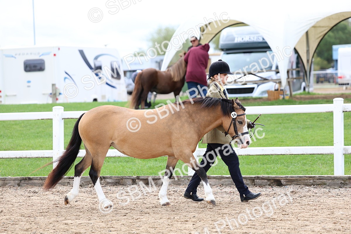 SBM_01517 - Class 17 - Prettiest Mare