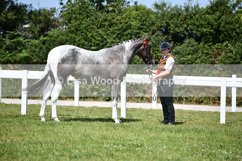 DSC_7885 - Coloured Horse In Hand Championship