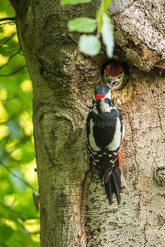 Feeding the impatient Great Spotted Woodpecker Chicks - 1 of 6 - Nature