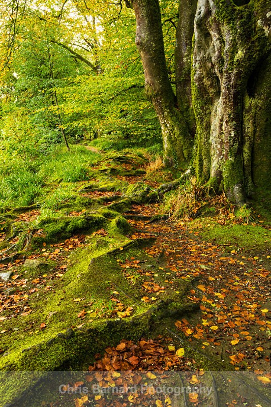 LH0A7950-2 - Golitha Falls