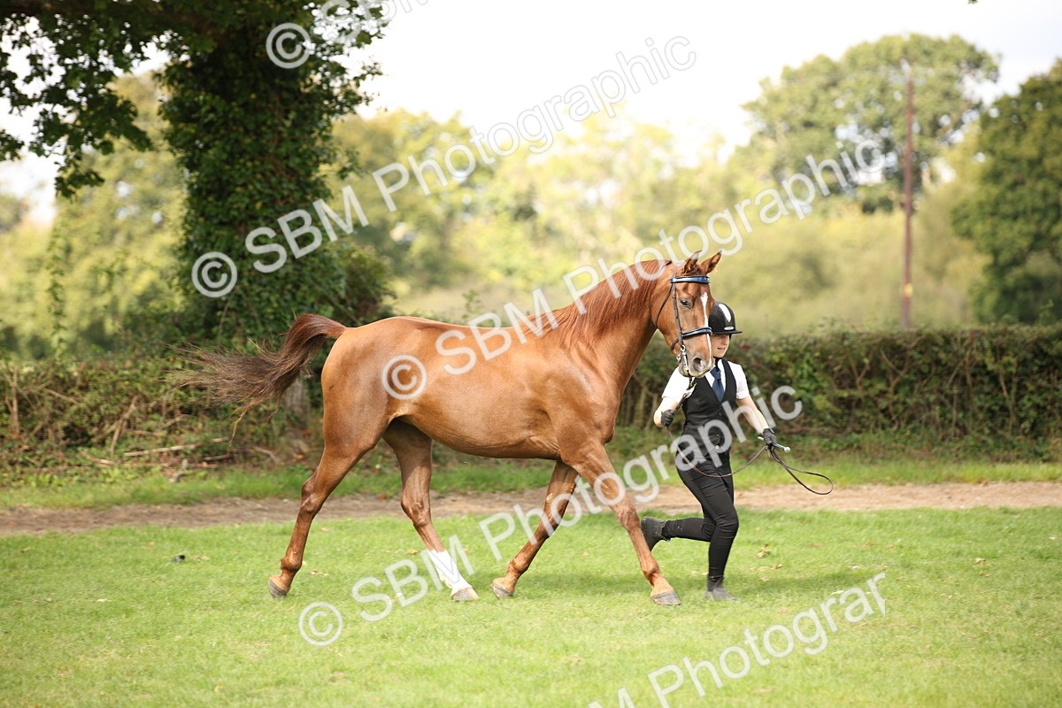 SBM_62927 - In Hand Horse Supreme Championship