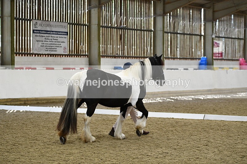 WJ5_4978 - Class 7 In hand coloured / odd coloured