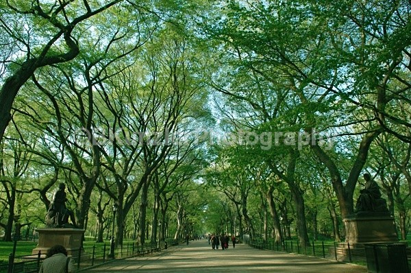  - Central Park Springtime